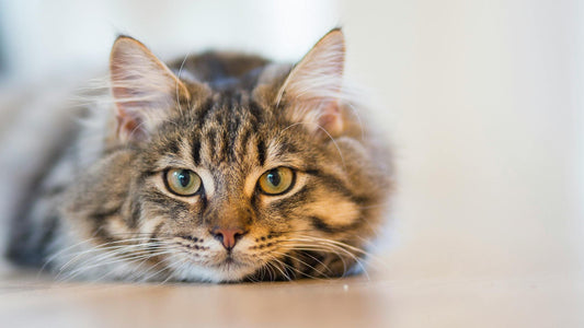 Cat laying on the floor waiting for someone to talk to in our blog