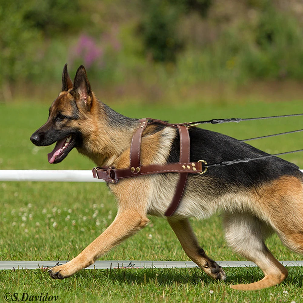 Real Leather Dog Harness – Durable Pet Training Harness for Large Dogs | Adjustable & Comfortable for German Shepherds