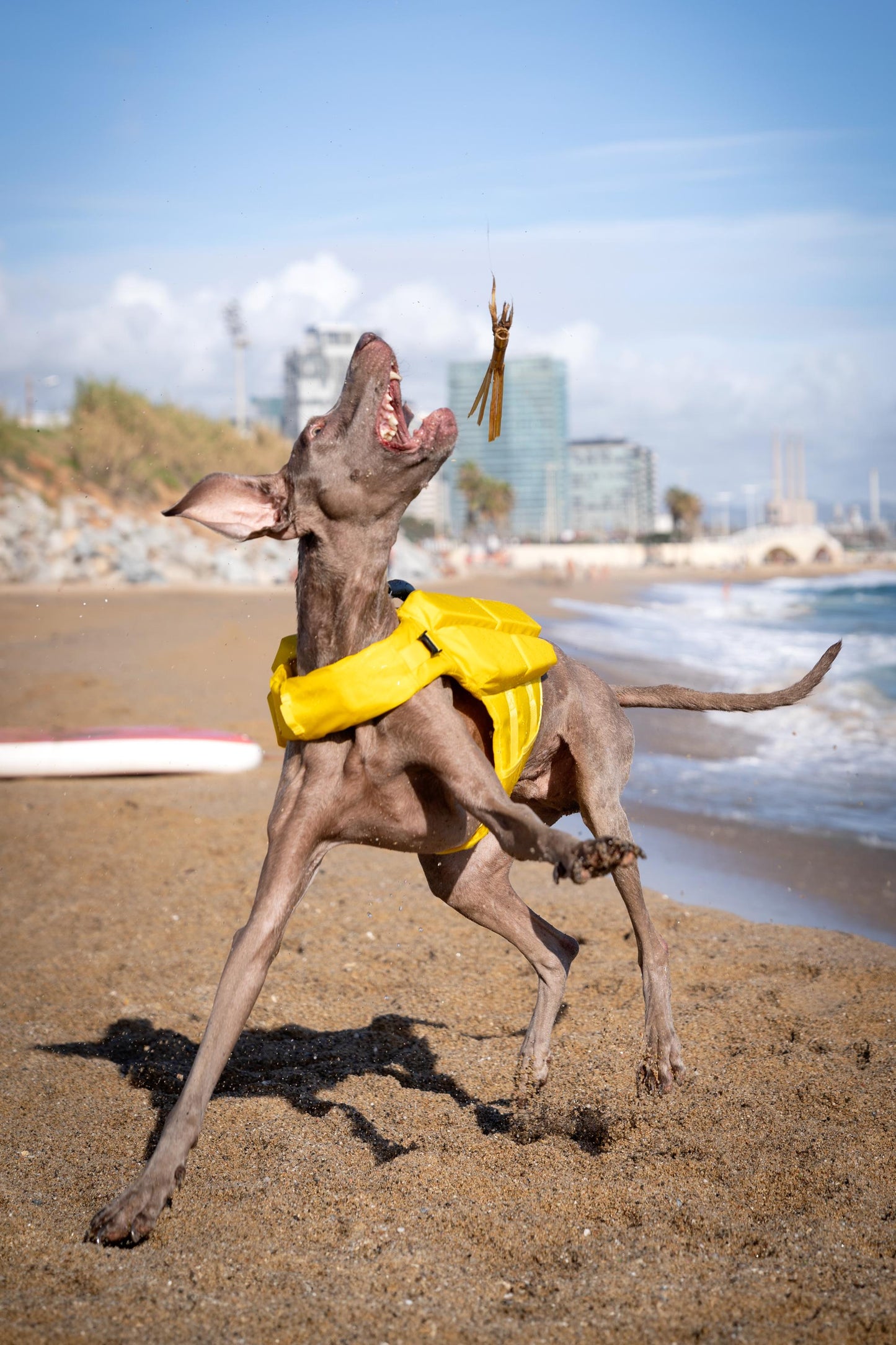 Noah & Paw Dog Life Jacket – 4X Foam Support, Human-Standard Design, and Reflective for Maximum Safety & Comfort