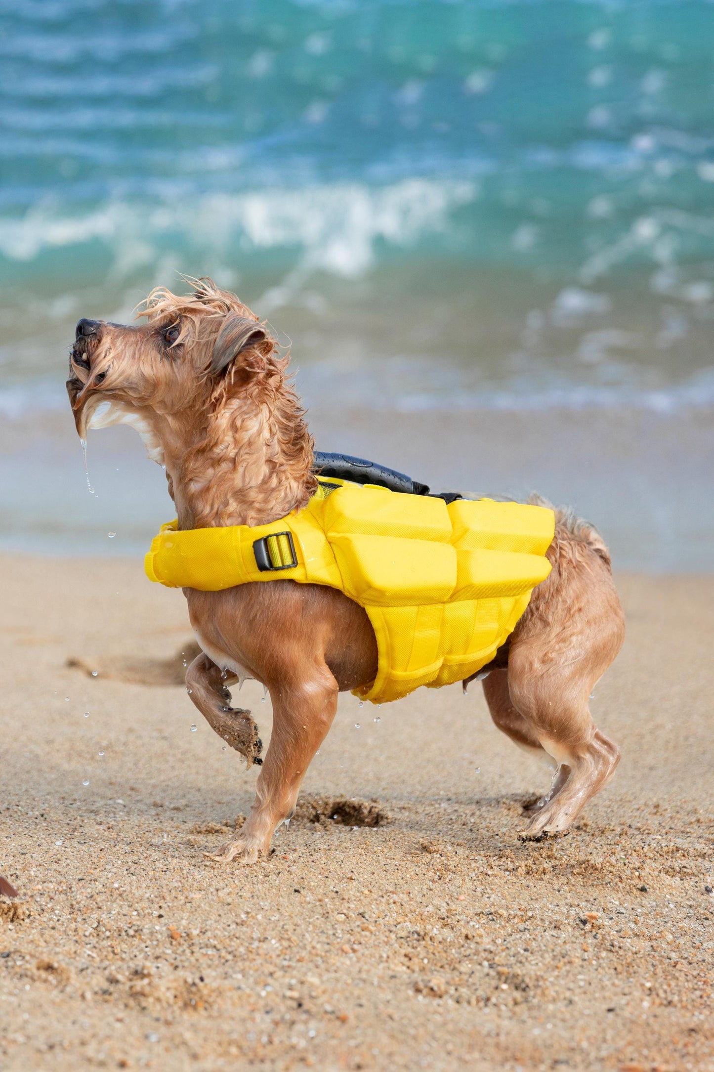 Noah & Paw Dog Life Jacket – 4X Foam Support, Human-Standard Design, and Reflective for Maximum Safety & Comfort