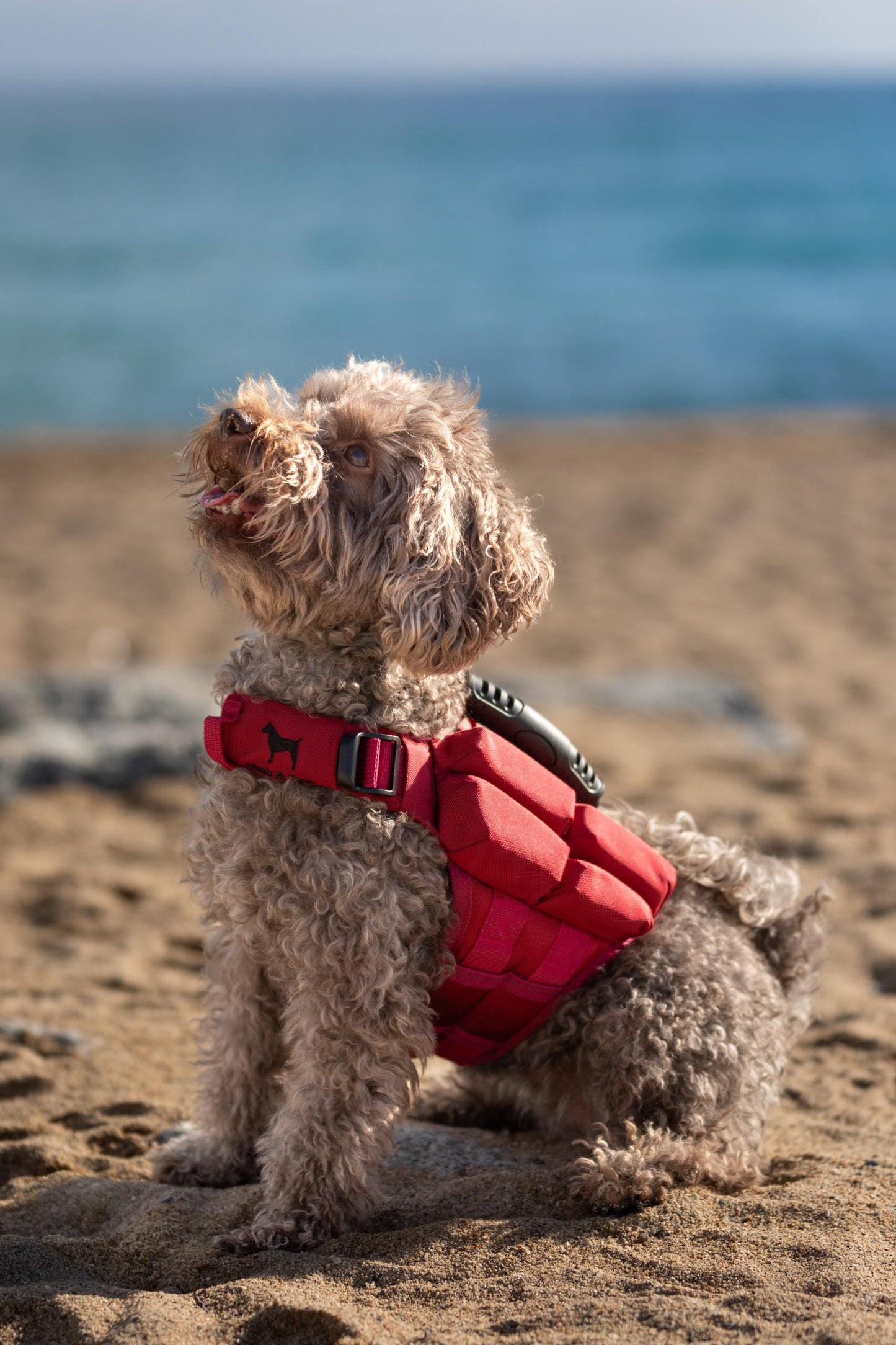 Noah & Paw Dog Life Jacket – 4X Foam Support, Human-Standard Design, and Reflective for Maximum Safety & Comfort