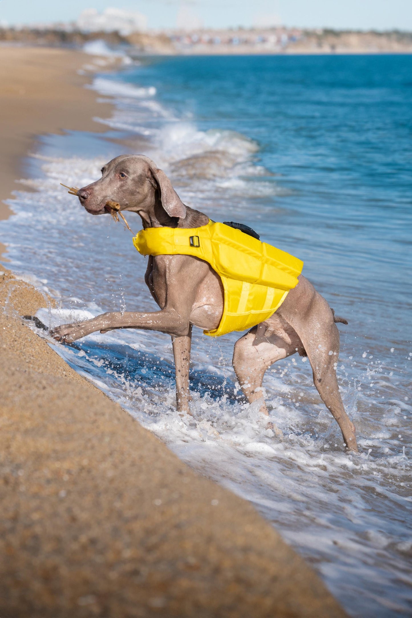 Noah & Paw Dog Life Jacket – 4X Foam Support, Human-Standard Design, and Reflective for Maximum Safety & Comfort