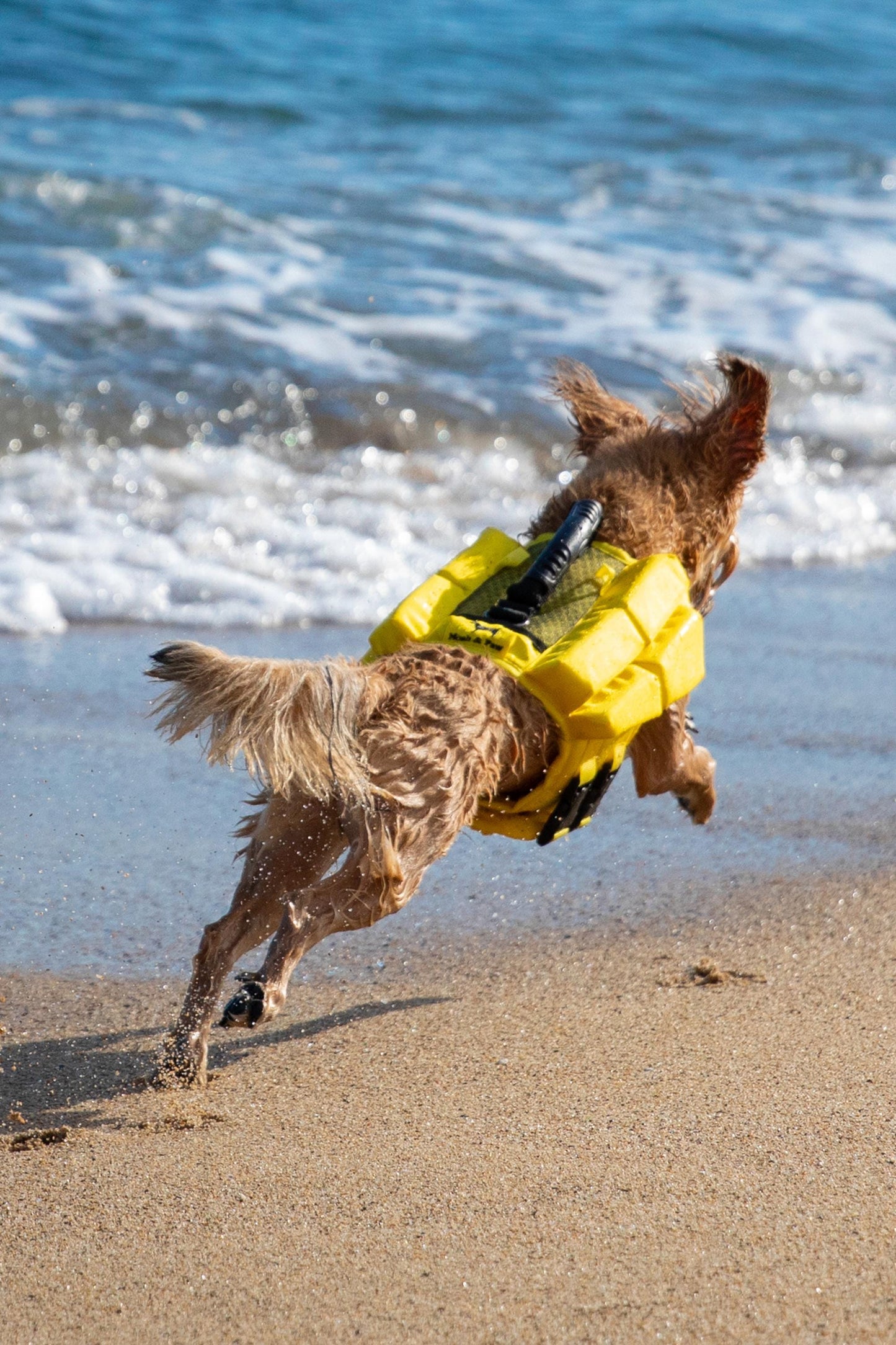 Noah & Paw Dog Life Jacket – 4X Foam Support, Human-Standard Design, and Reflective for Maximum Safety & Comfort