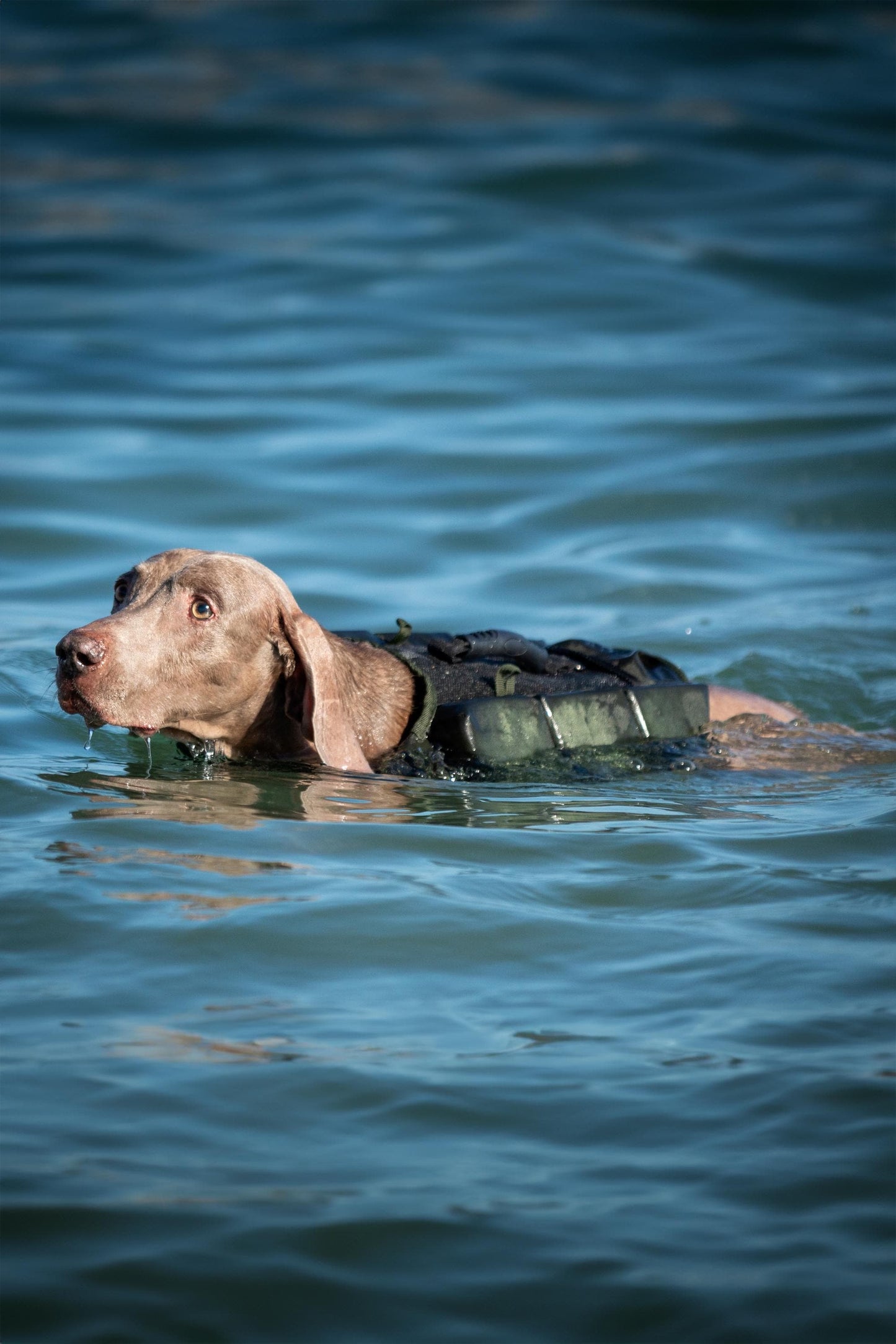 Noah & Paw Dog Life Jacket – 4X Foam Support, Human-Standard Design, and Reflective for Maximum Safety & Comfort