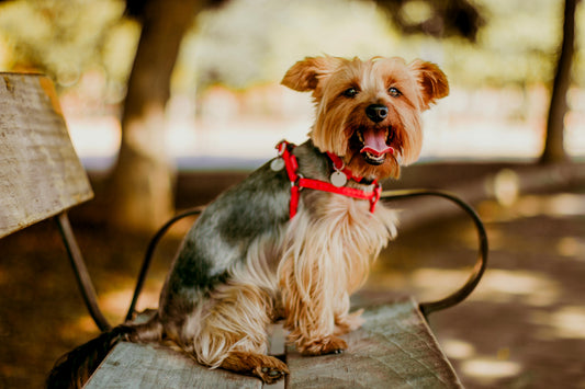 Must-Have Travel Accessories for Dogs on the Go