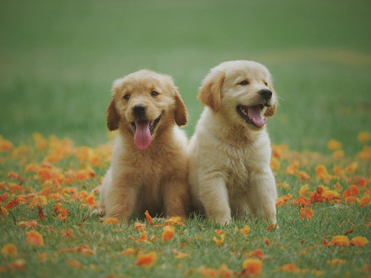 Travel in Style: Why Tails of Top Dogs is Every Pet Owner’s Go-To for Premium Pet Travel Accessories