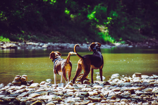 Top 5 Must-Have Travel Accessories for Your Furry Friend