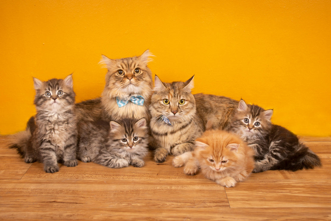 6 cats wearing bow accessories