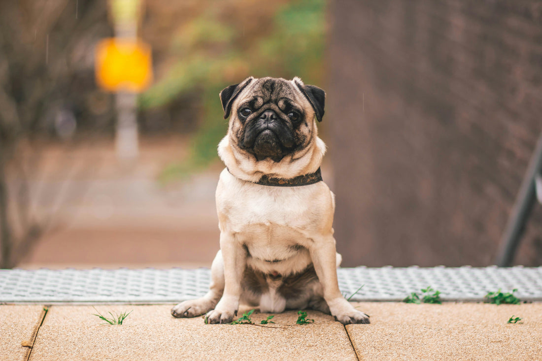 Very Cute white Pug sitting and waiting for his picture in our blog how to capture perfect shot