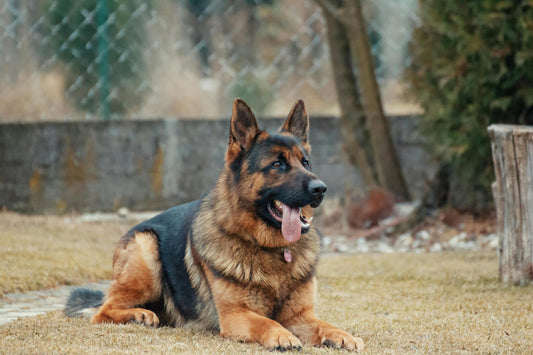 The Ultimate Guide to Stress-Free Pet Travel: Essentials Every Dog Parent Needs