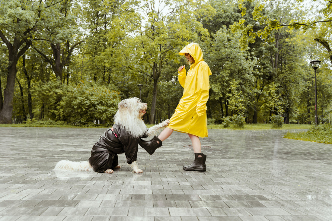 White dog wearing raincoat with trainer in yellow raincoat learning tricks on our blog for training tips. 