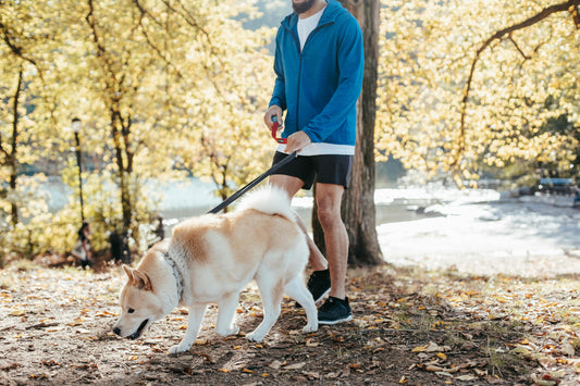Top Pet Travel Accessories Every Dog Owner Needs for Comfort and Safety