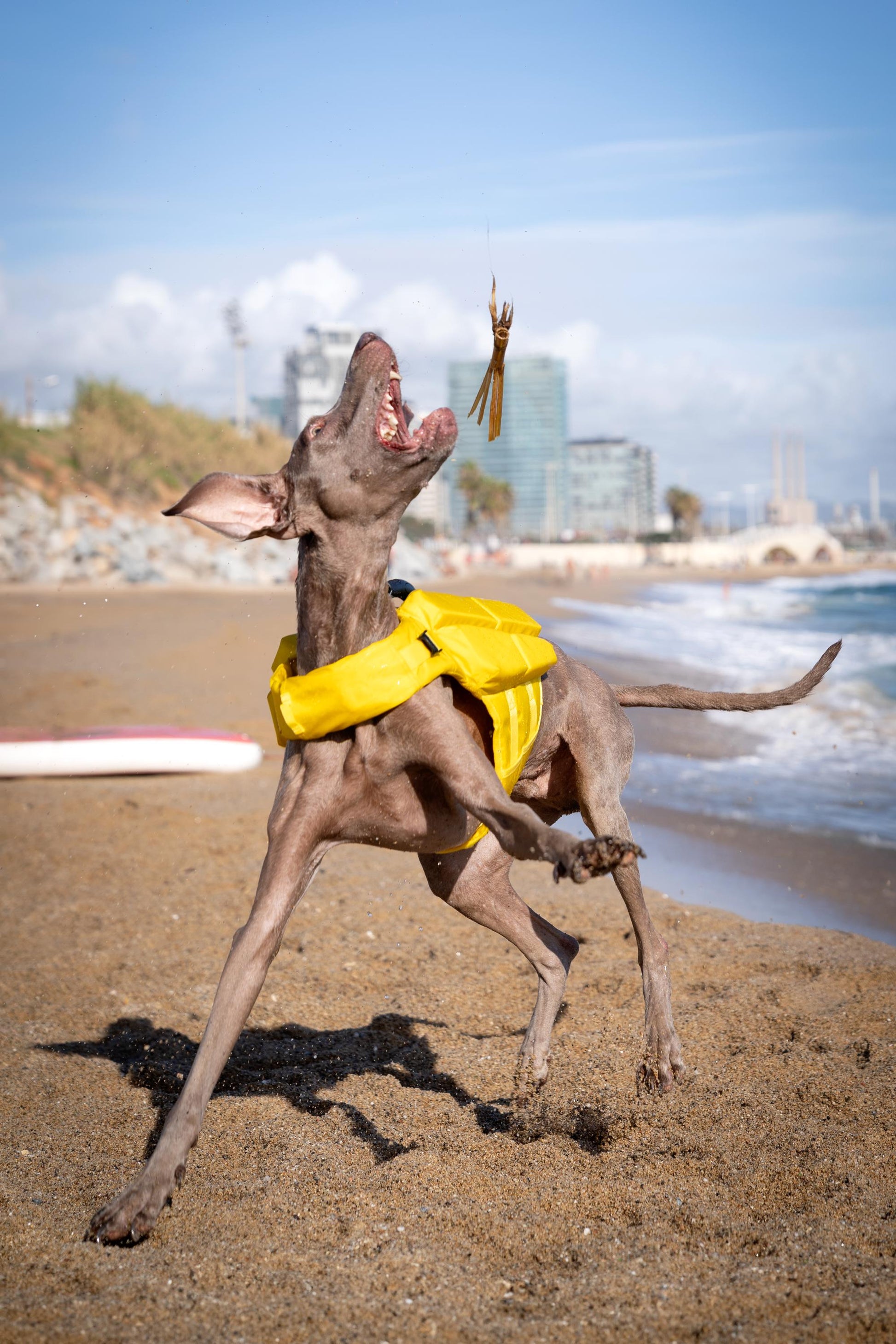 Noah & Paw Dog Life Jacket – 4X Foam Support, Human-Standard Design, and Reflective for Maximum Safety & Comfort