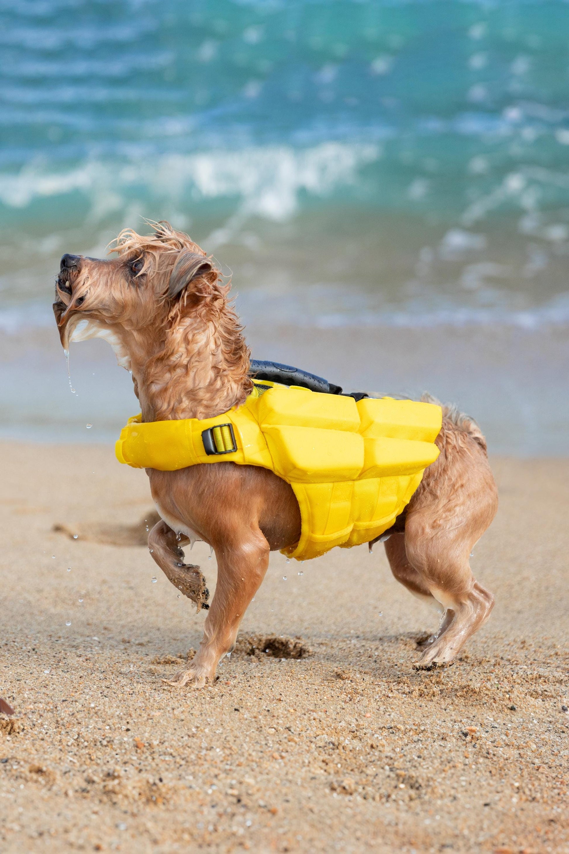 Noah & Paw Dog Life Jacket – 4X Foam Support, Human-Standard Design, and Reflective for Maximum Safety & Comfort
